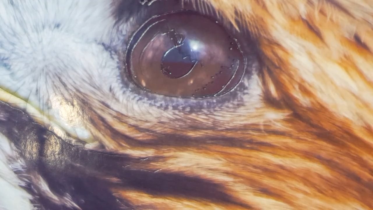 Airbrushing A Bird of Prey (Part 4)