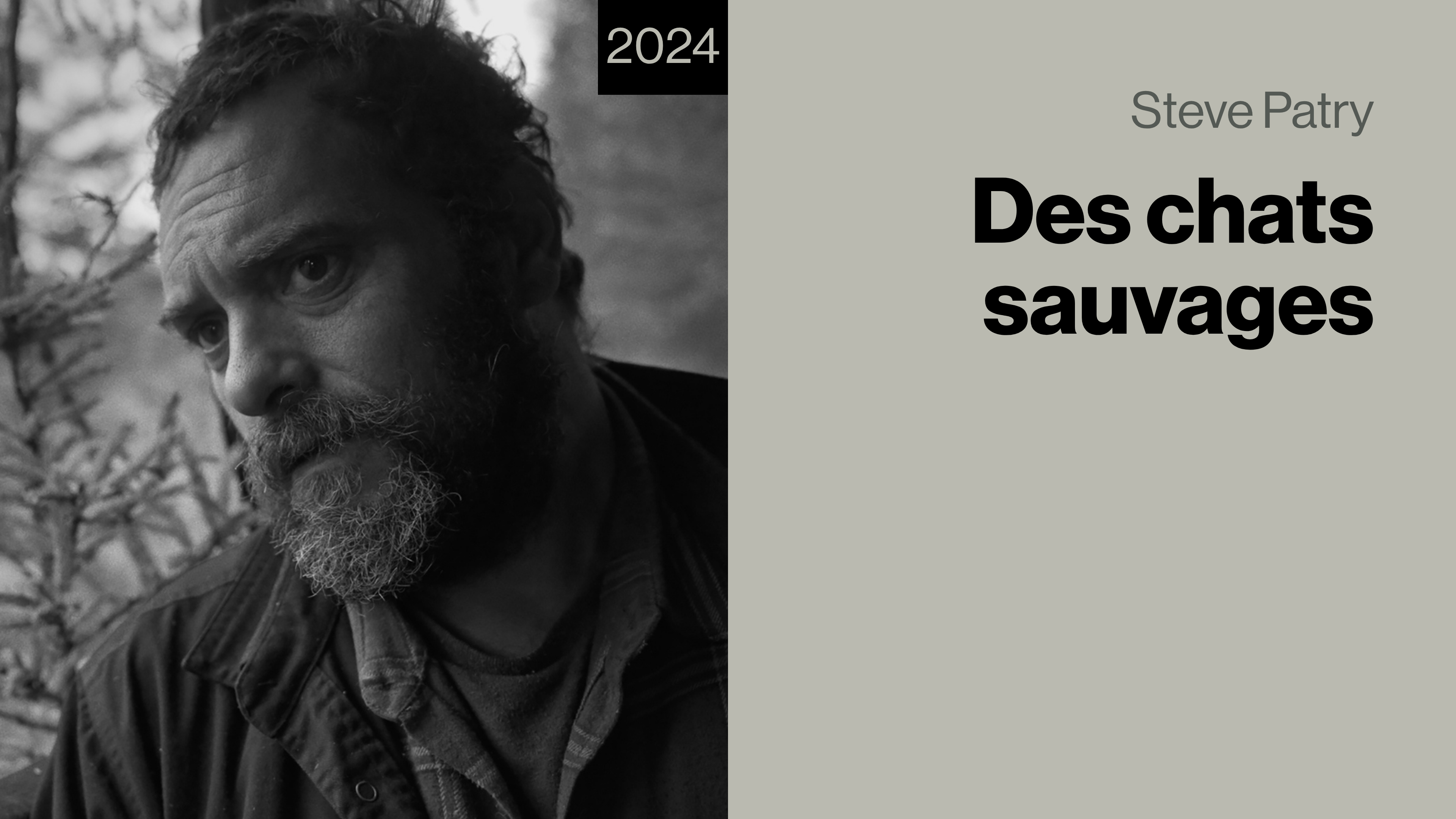 Des chats sauvages