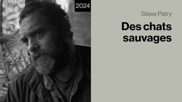 Des chats sauvages