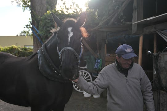 LE HORSE PALACE de Nadine Gomez