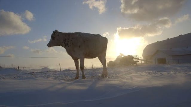 LE PLANCHER DES VACHES un film de Anaïs Barbeau-Lavalette et Émile Proulx-Cloutier