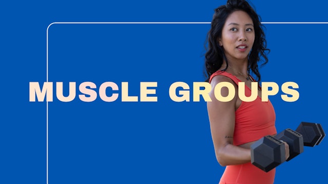 Muscle groups