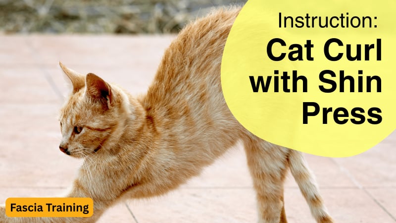 Instruction: Cat Curl with Shin Press