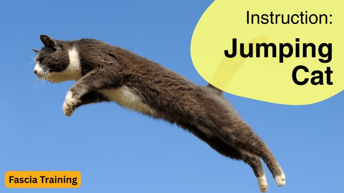Instruction: Jumping Cat