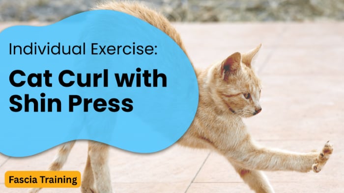 Individual Exercise: Cat Curl with Shin Press