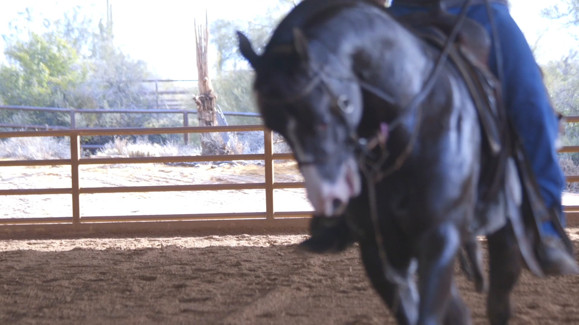 The Road to the Futurity - Episode 3