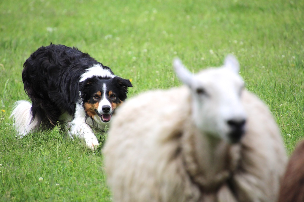 Lifestyle Presents: Stock Dogs