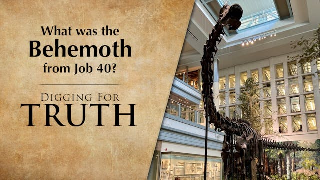 What Was the Behemoth from Job 40?