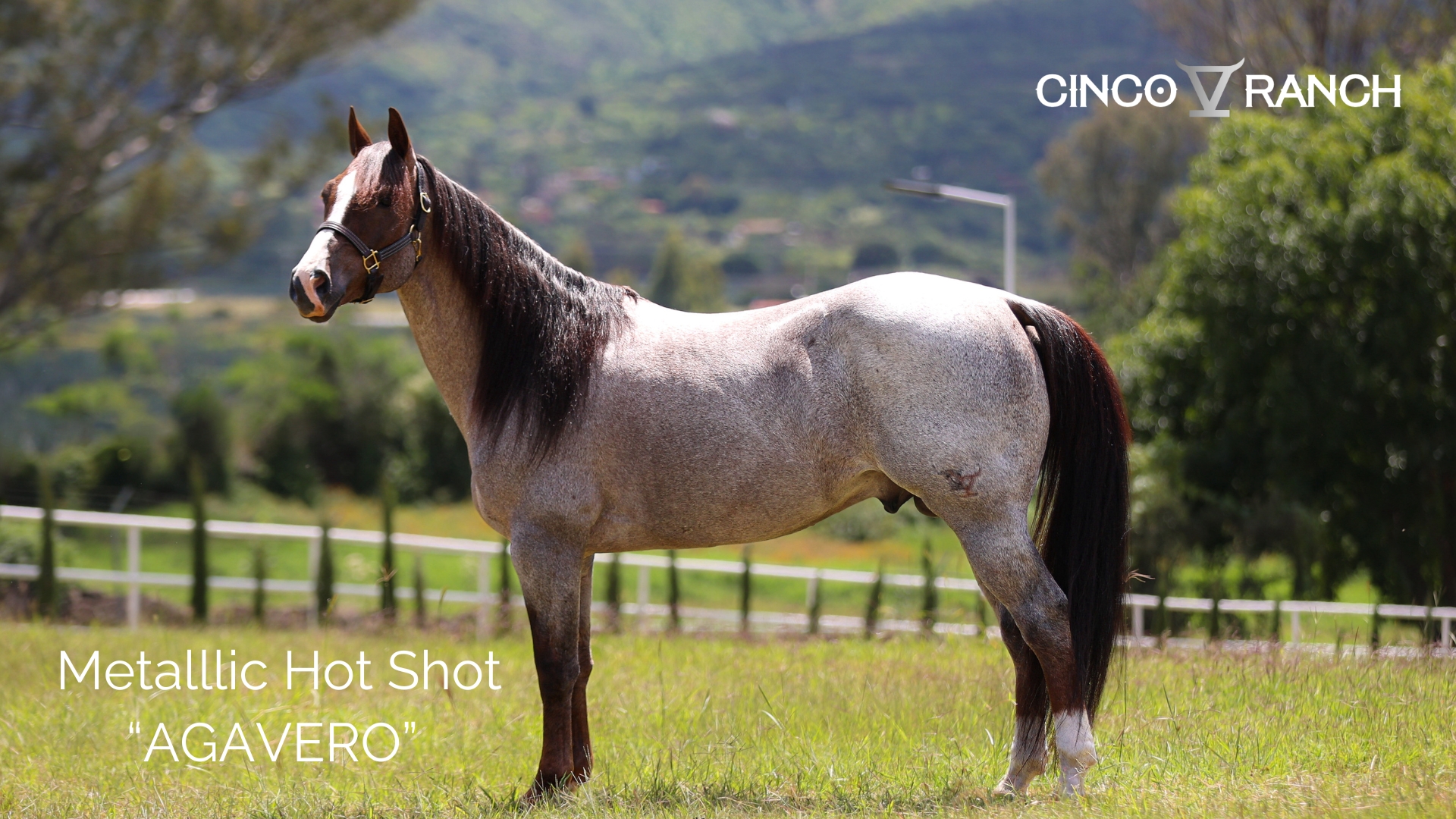 Metallic Hot Shot “AGAVERO” Metallic Cat X Flech The Cat