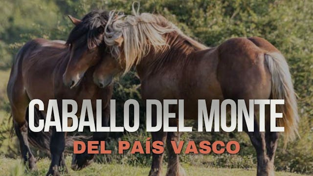 El Caballo de monte del País Vasco