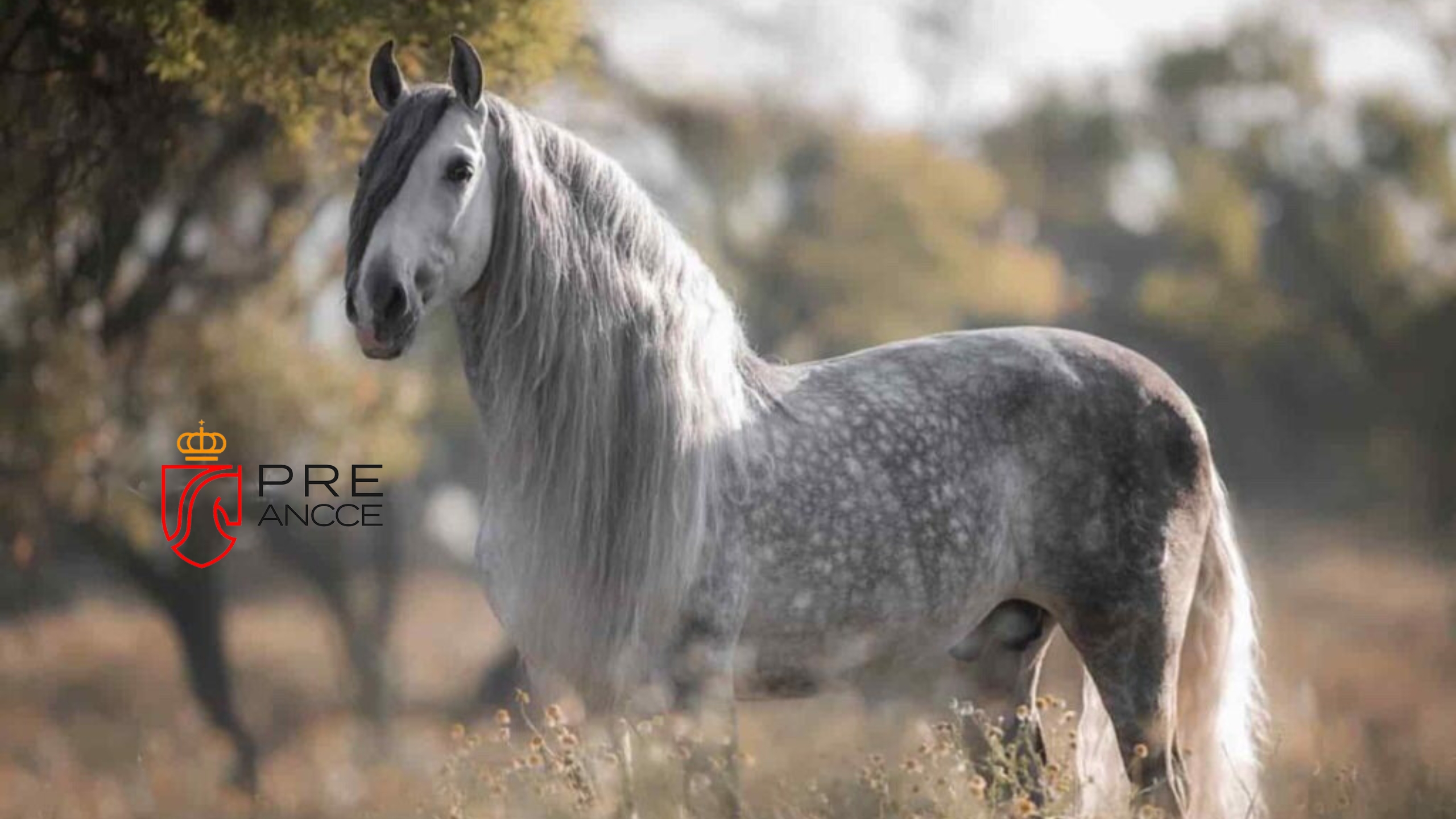 Pura Raza Española (PRE)   ANCCE