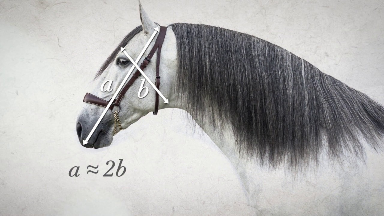 Morfología del PRE (Pura Raza Española)