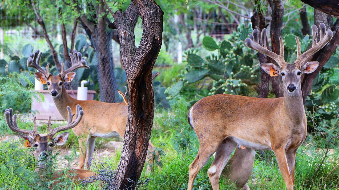 Venados Cola Blanca 2023
