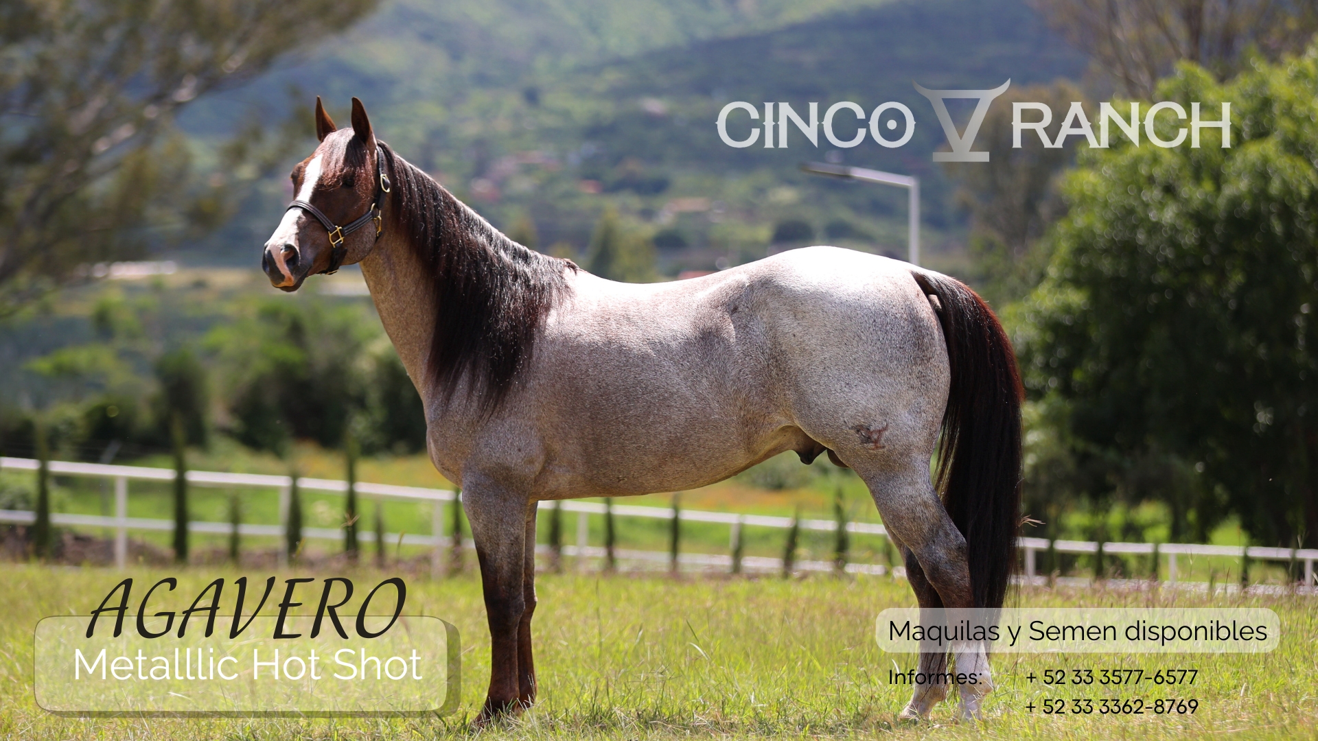 Metallic Hot Shot “AGAVERO” Metallic Cat X Flech The Cat