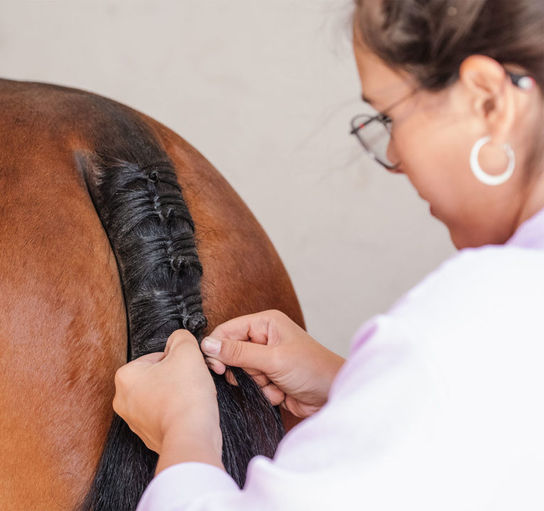 Miriam Luque - Trenzados equinos