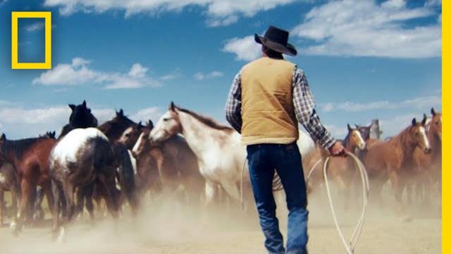 Domando caballos salvajes en las mont...