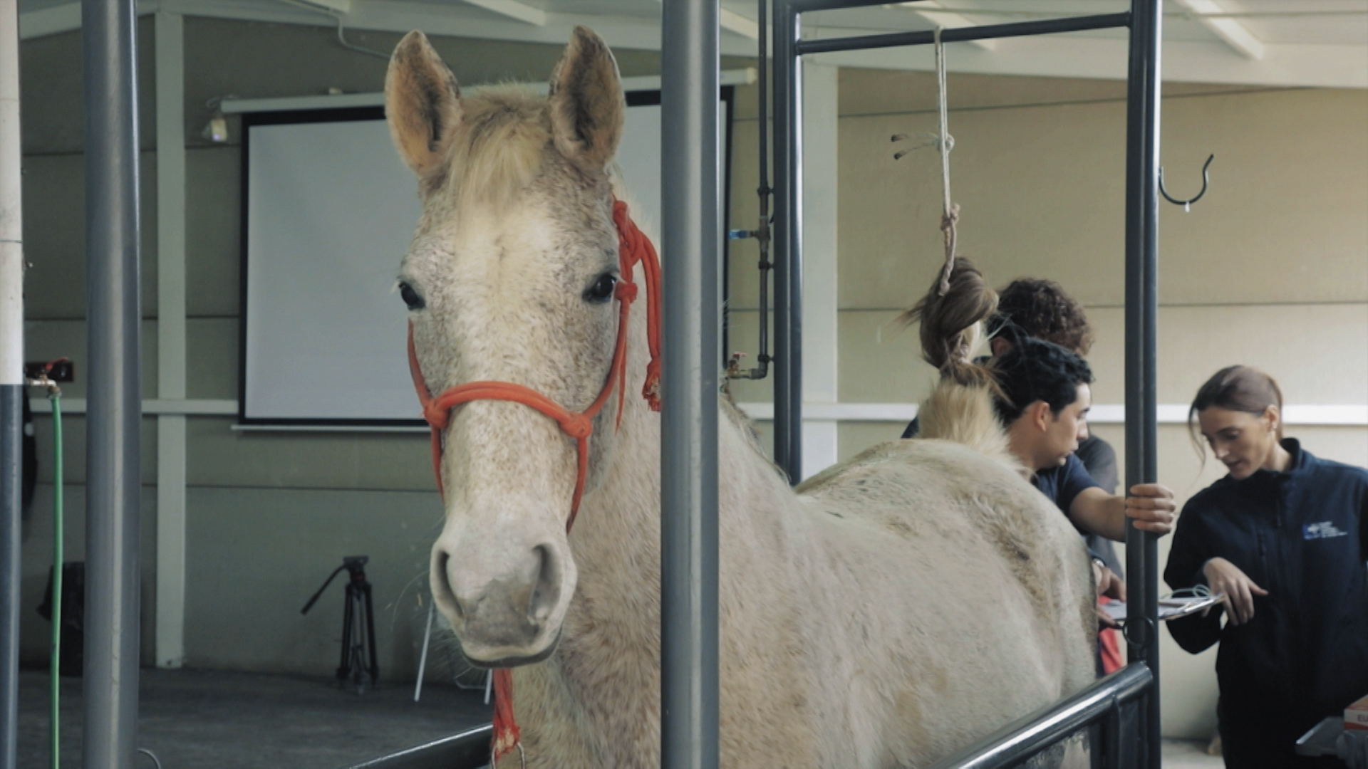 Genética para mejorar al caballo  