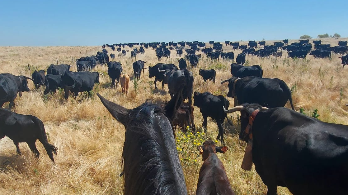 Trashumancia de Extremadura a Gredos - II