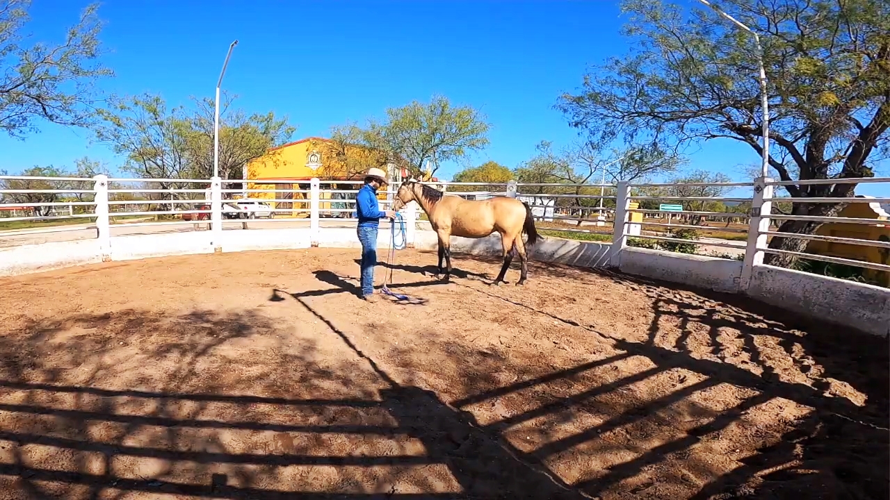 Iniciación de Potros - parte 1