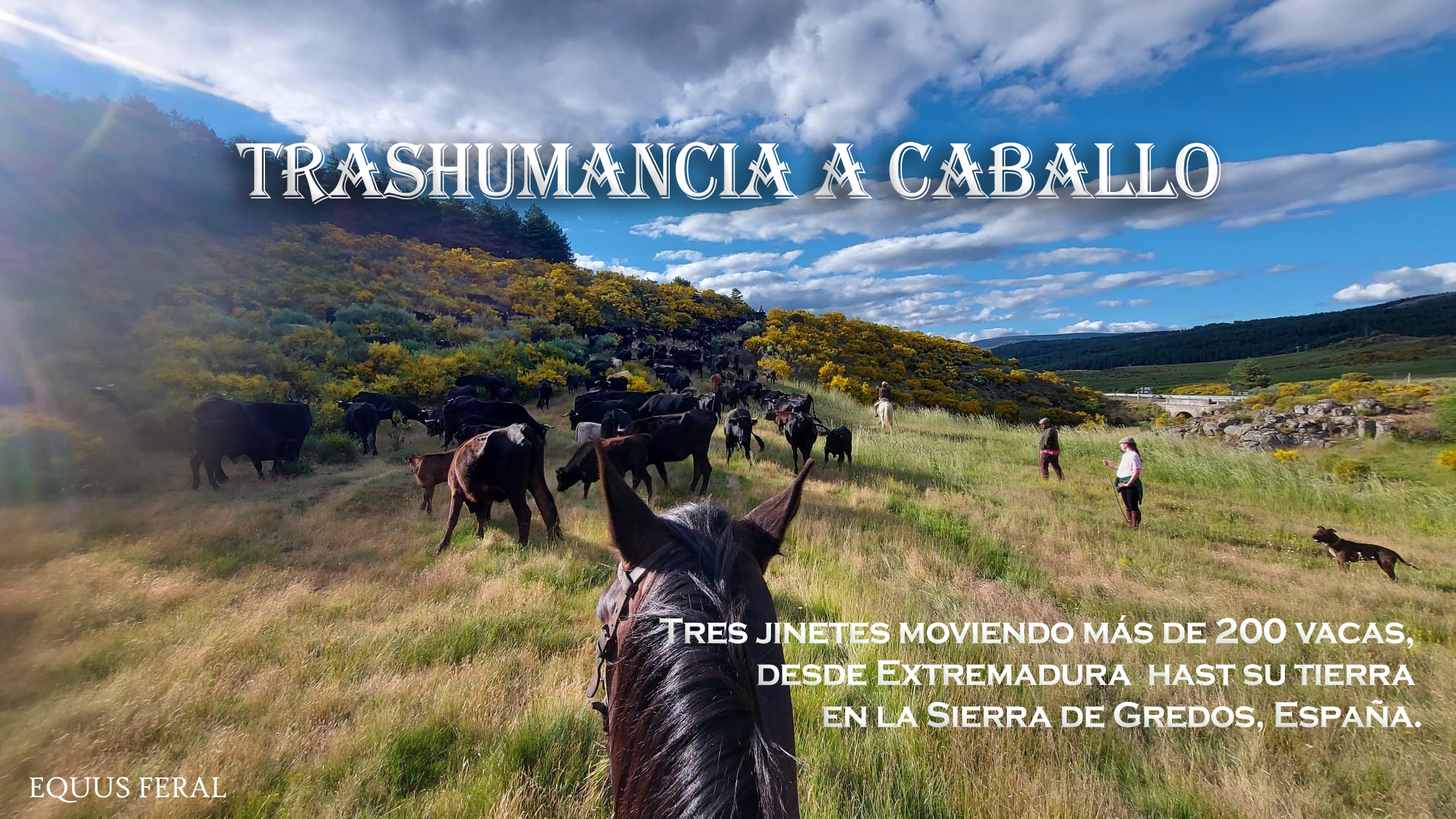 Trashumancia de Extremadura a Gredos