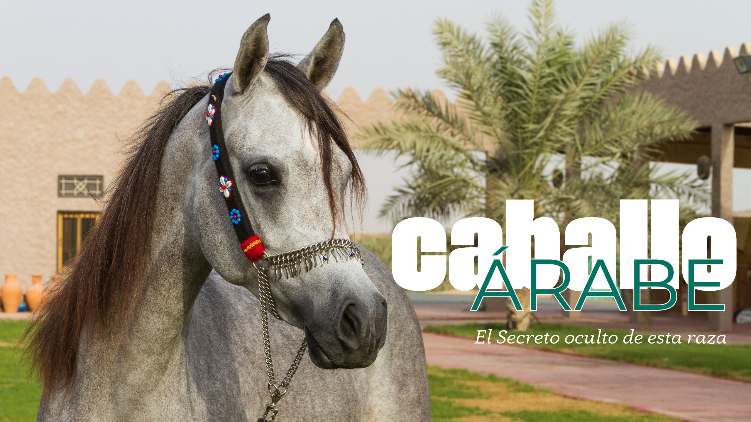 Caballo Árabe  "El secreto oculto de esta raza"