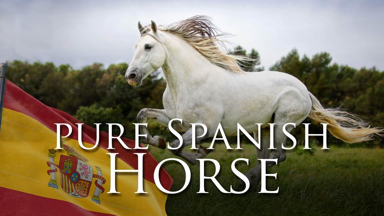 Pure Spanish Horse (English Version)