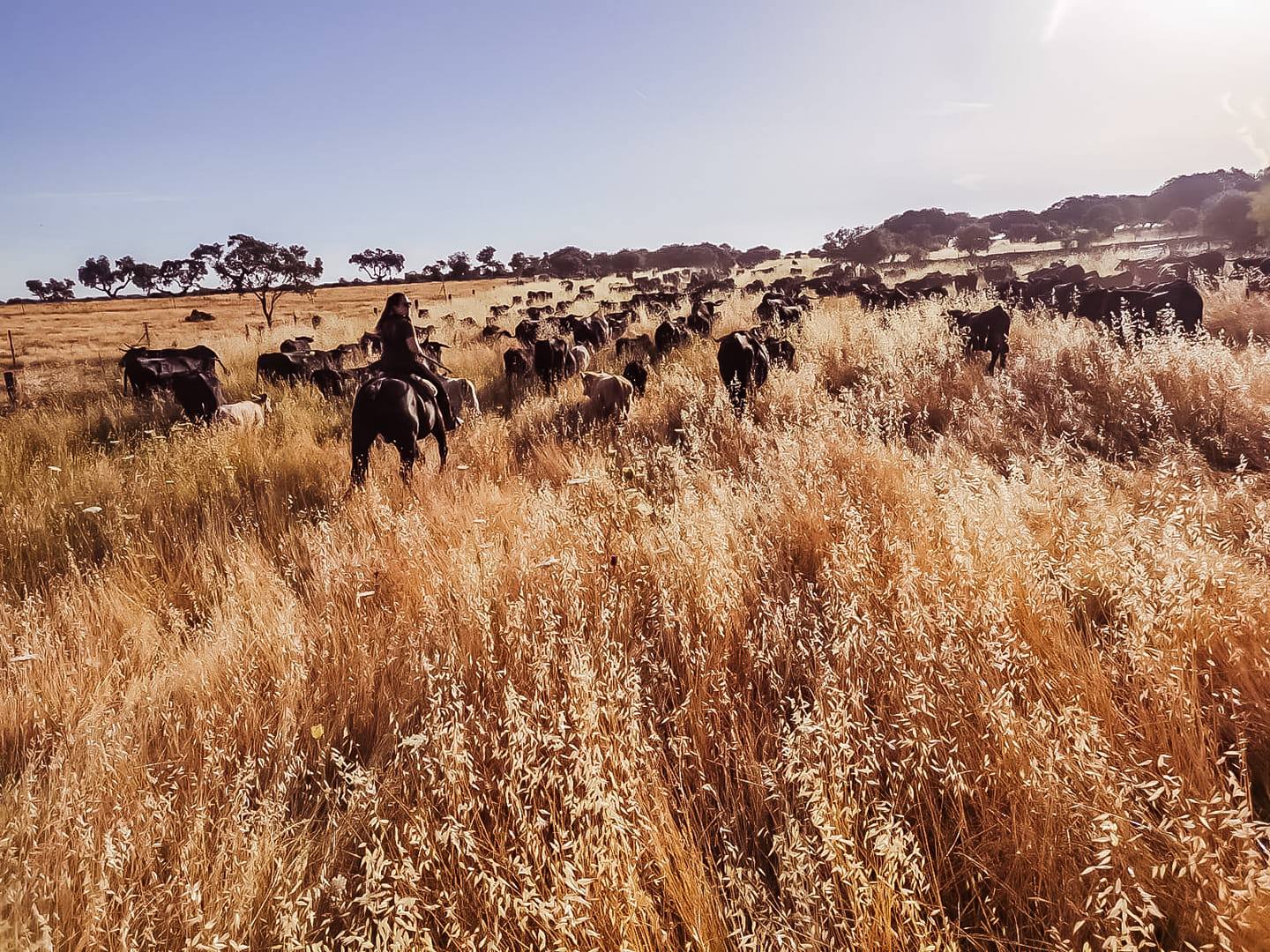 Trashumancia de Extremadura a Gredos - I