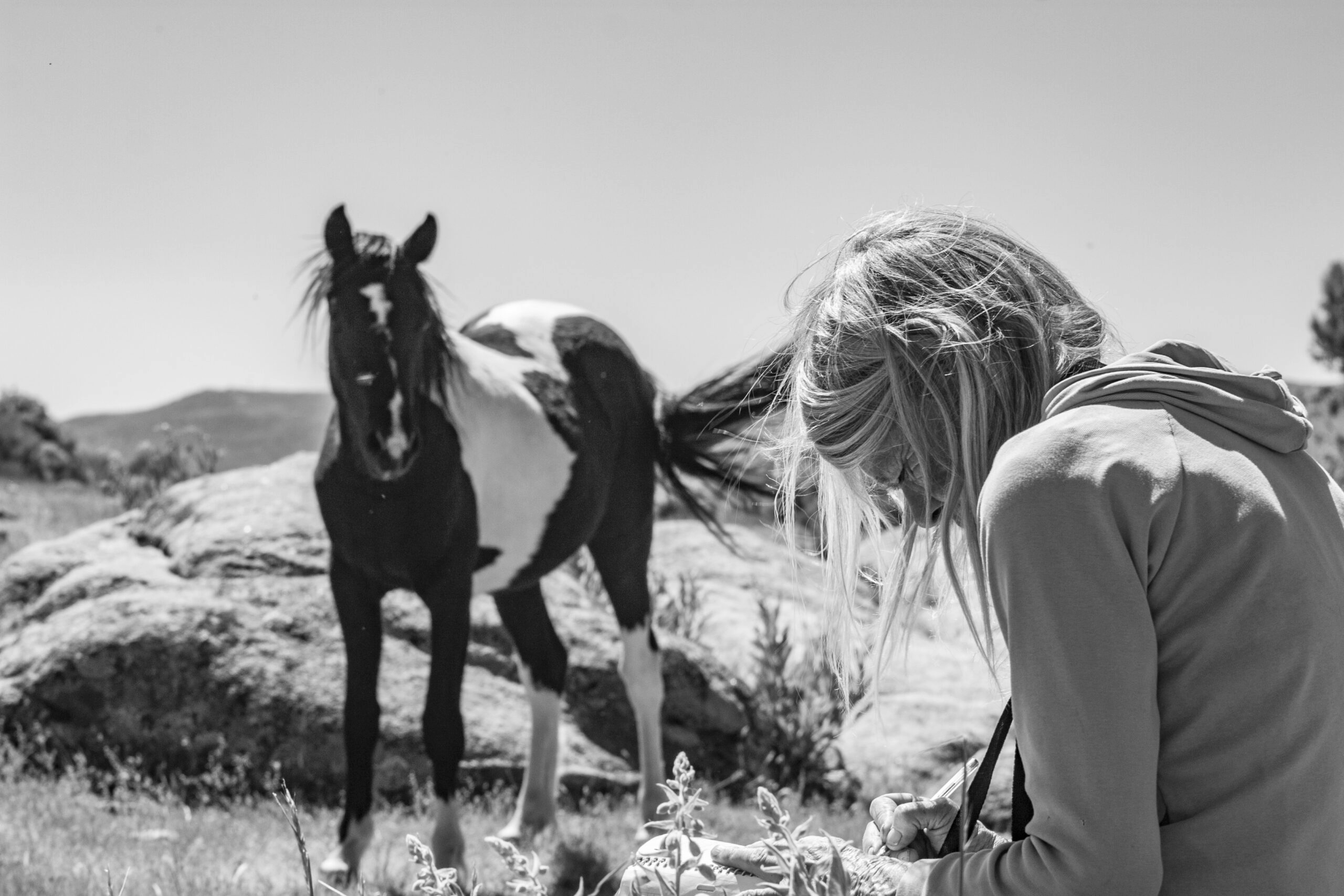 Caballos Silvestres en Piornal. POR LUCY REES
