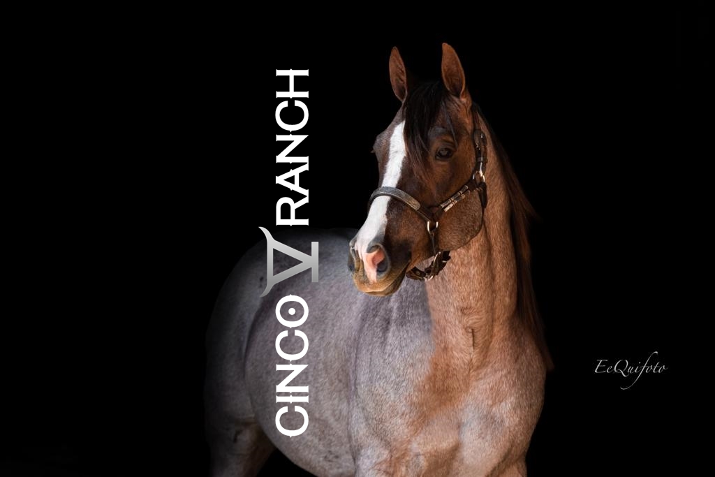 CINCO RANCH mx