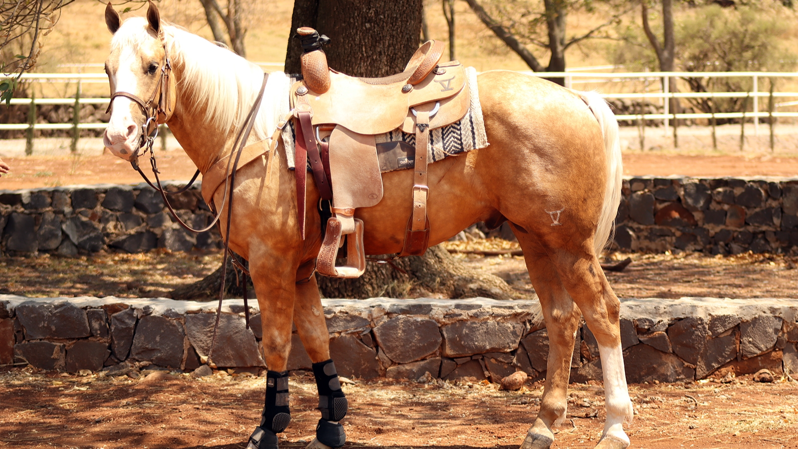 JT Frenchman Eyed "THE KING "