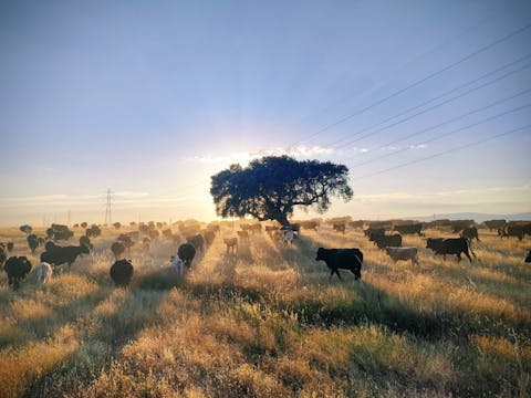 Trashumancia de Extremadura a Gredos ...