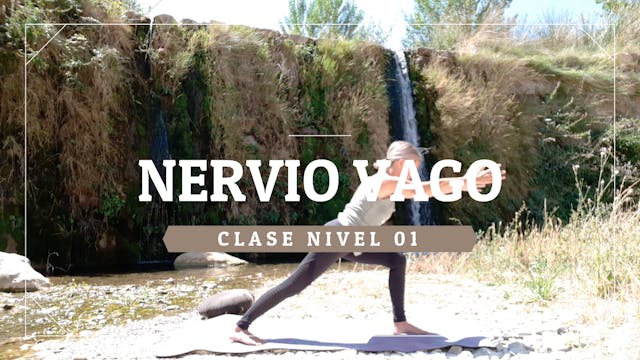 Nervio vago - Nivel 01