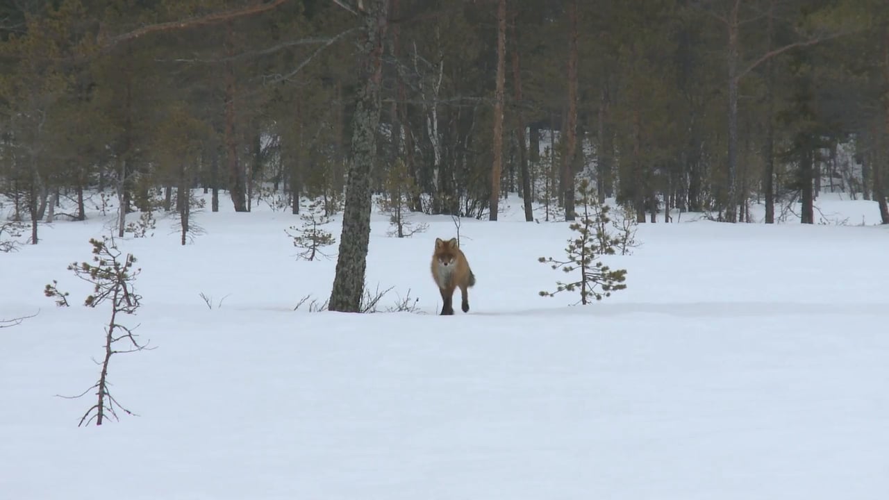 Rävlock, rätt läte på rätt plats