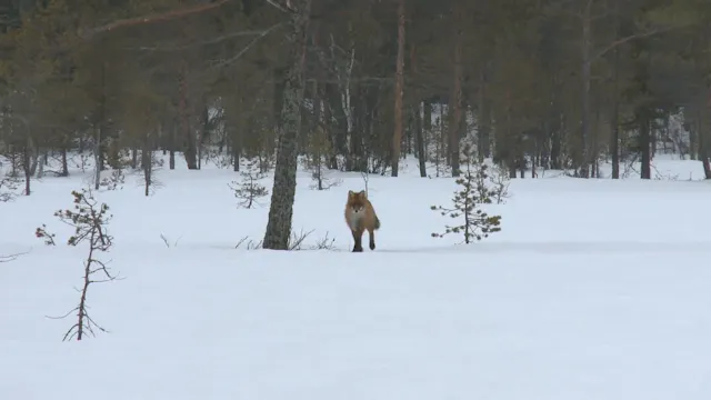 Rävlock, rätt läte på rätt plats