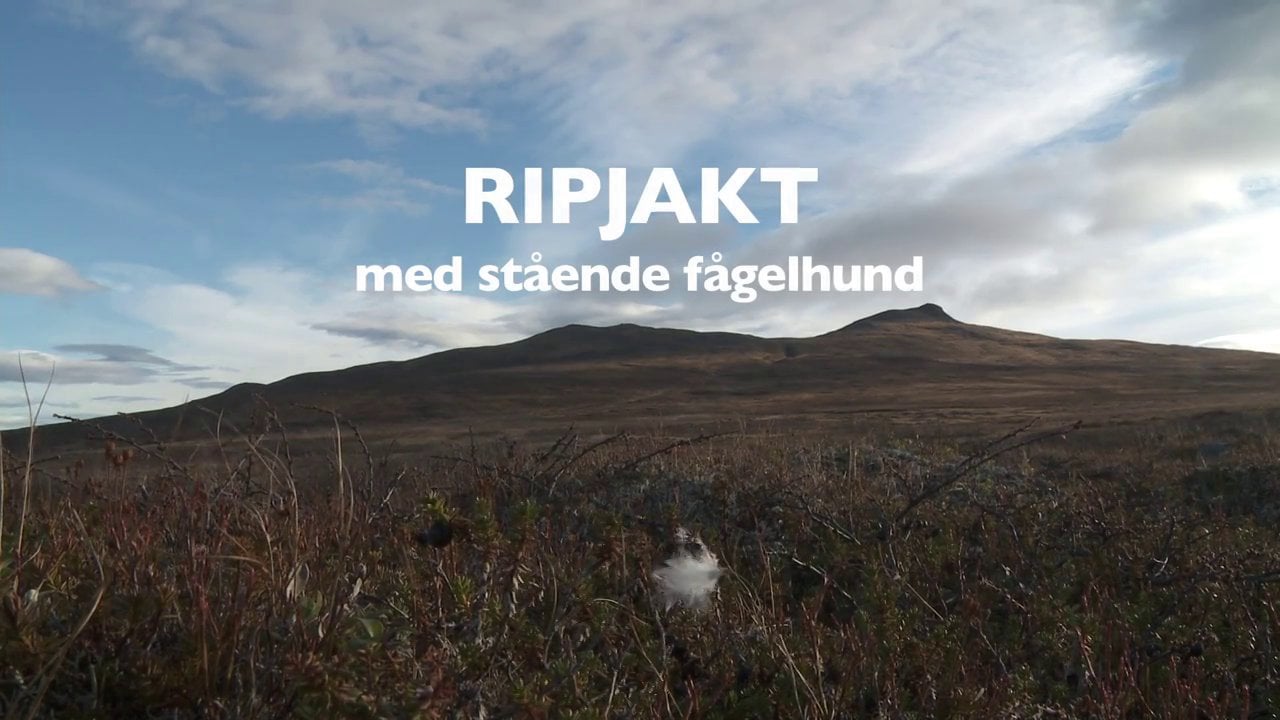 Ripjakt med stående fågelhund - med Ulf Lindroth