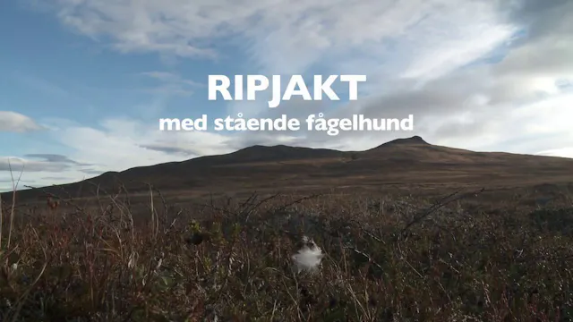Ripjakt med stående fågelhund - med Ulf Lindroth