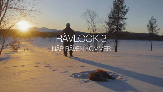 Rävlock 3 - När räven kommer