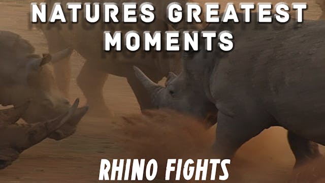 NGM206 - Rhino Fights