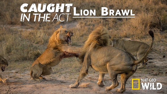 Caught in the Act: Lion Brawl