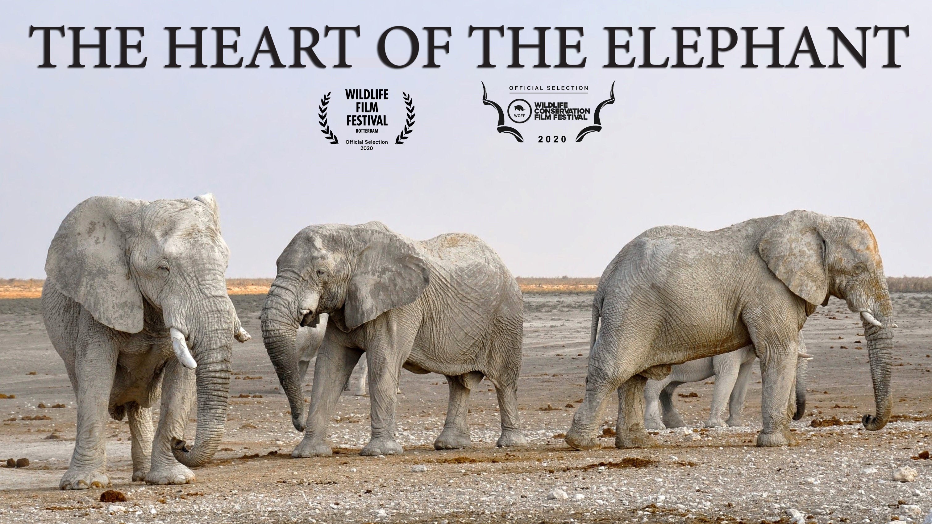 The Heart of the Elephant
