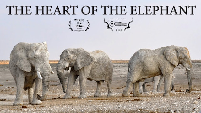 The Heart of the Elephant