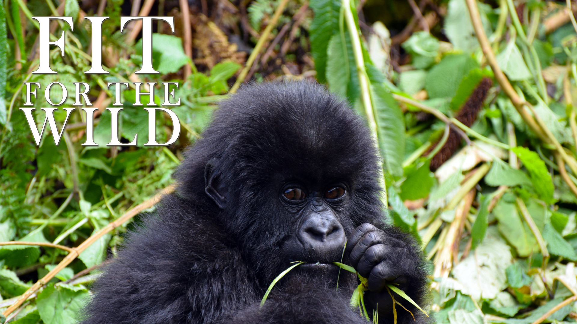 FFW09 - Adapted to the Forest