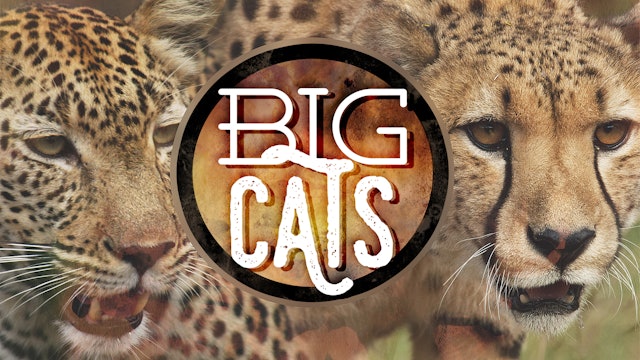 Big Cats