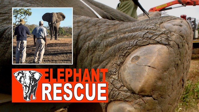 The Great Elephant Rescue