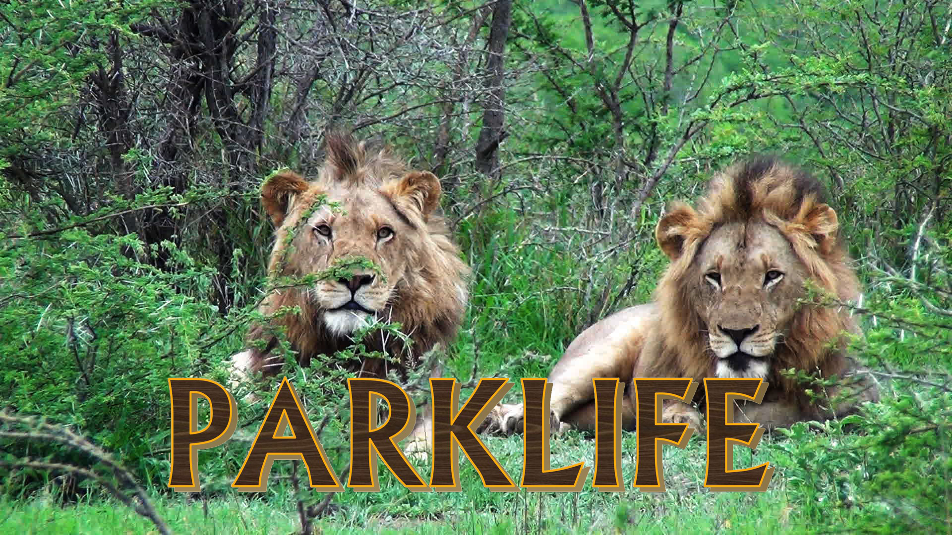 PL04 - The Lost Lion & Rhino Down!