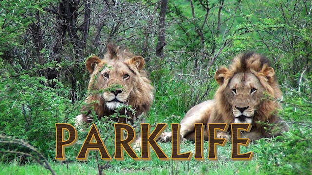 PL04 - The Lost Lion & Rhino Down!