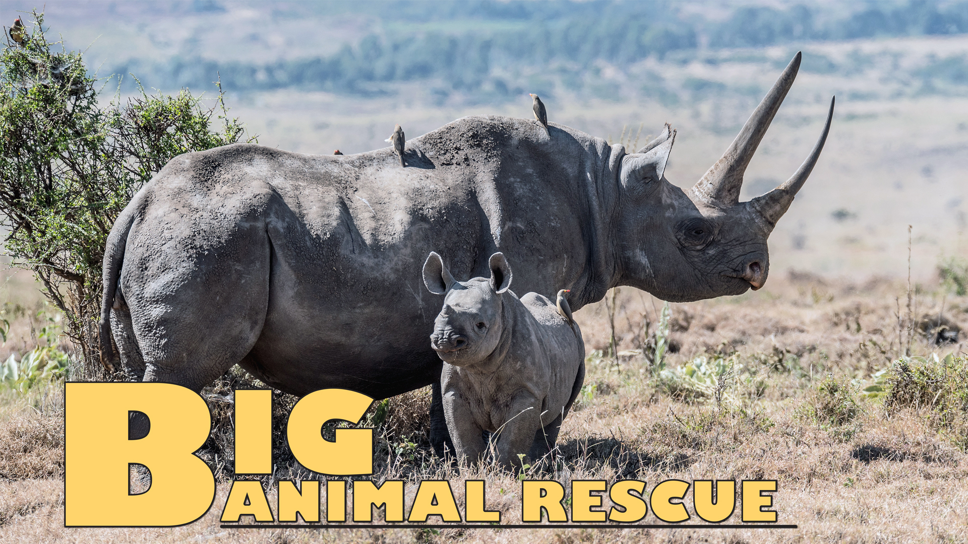 BAR01 - Operation Black Rhino