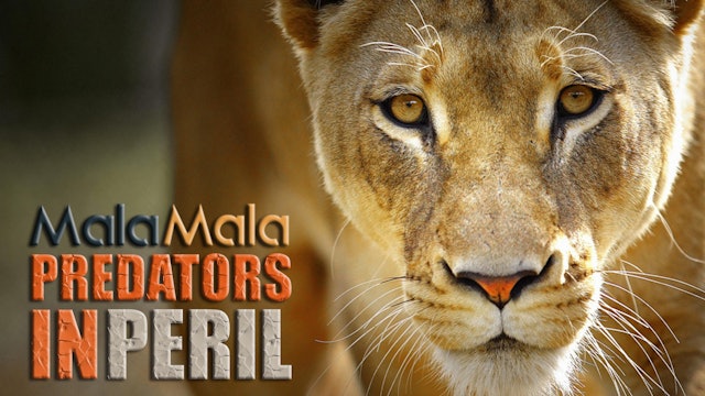 Mala Mala's Predators in Peril