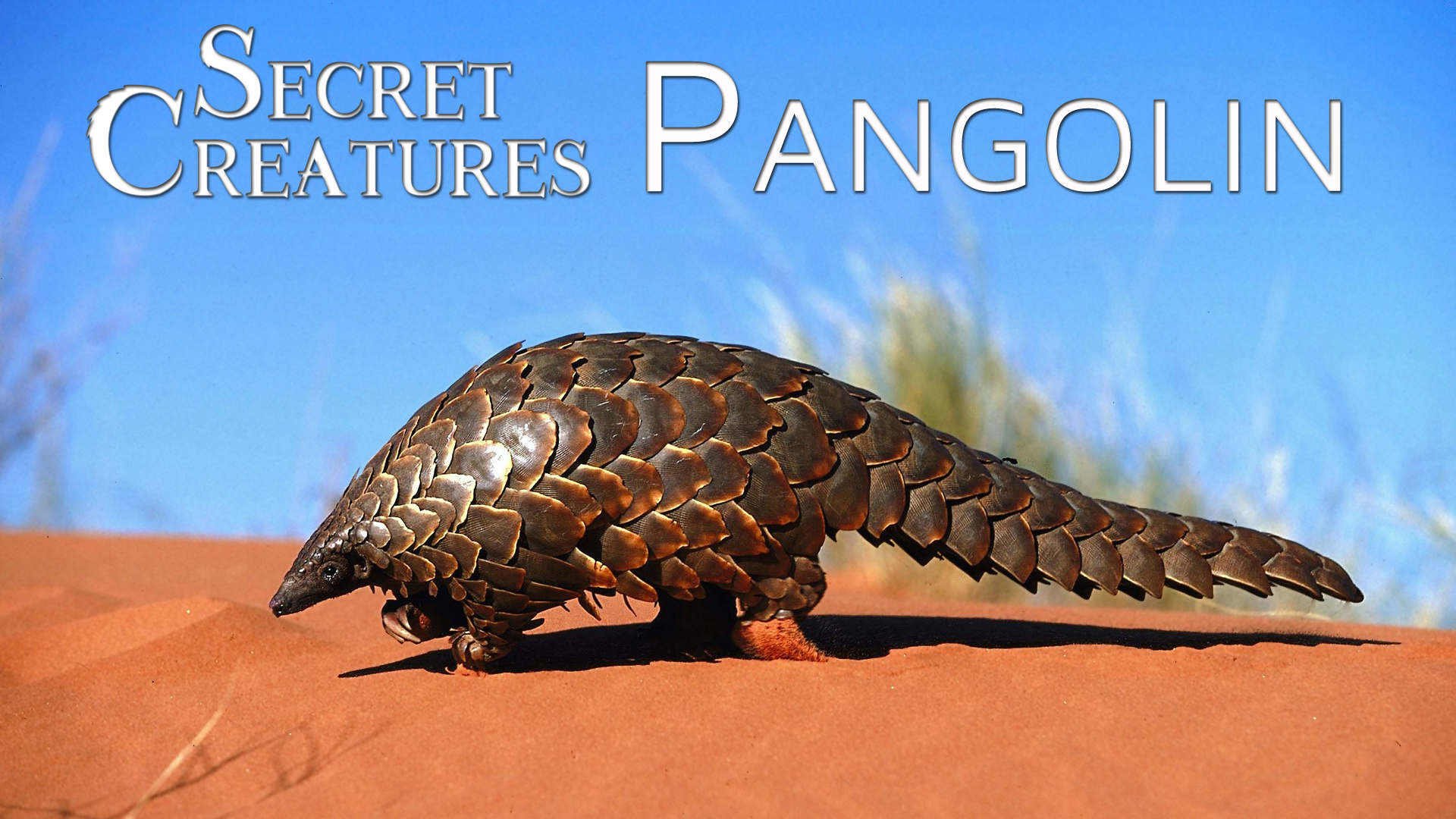 Secret Creatures : Pangolin
