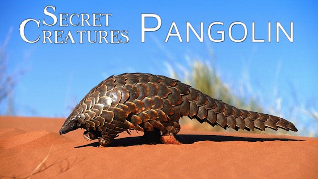 Secret Creatures : Pangolin